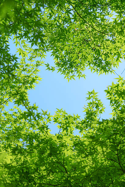 Looking up at natural frame of fresh green leaves in springtime