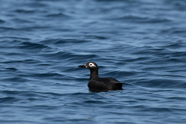 istock Spectacled Guillemot swimming 2218835857