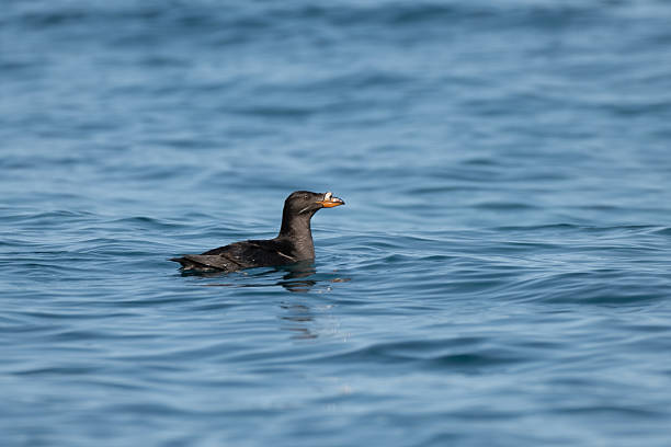 istock Rhinoceros Auklet swimming 2218835868