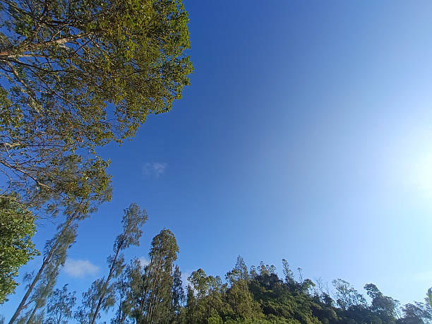 istock Trees with lush green leaves against a bright blue sky background. 2218836277