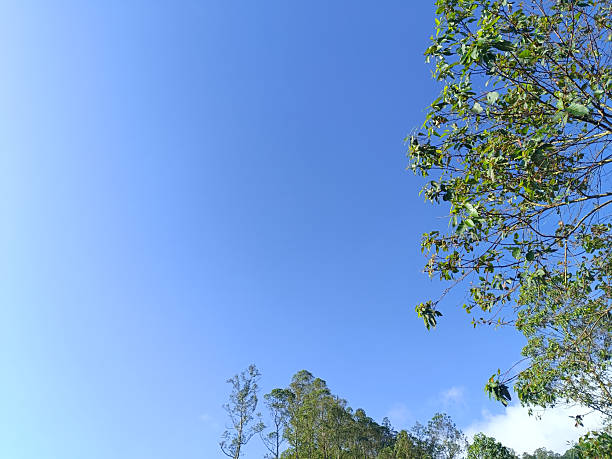Tree with lush green leaves against a bright blue sky. Low angle photo.