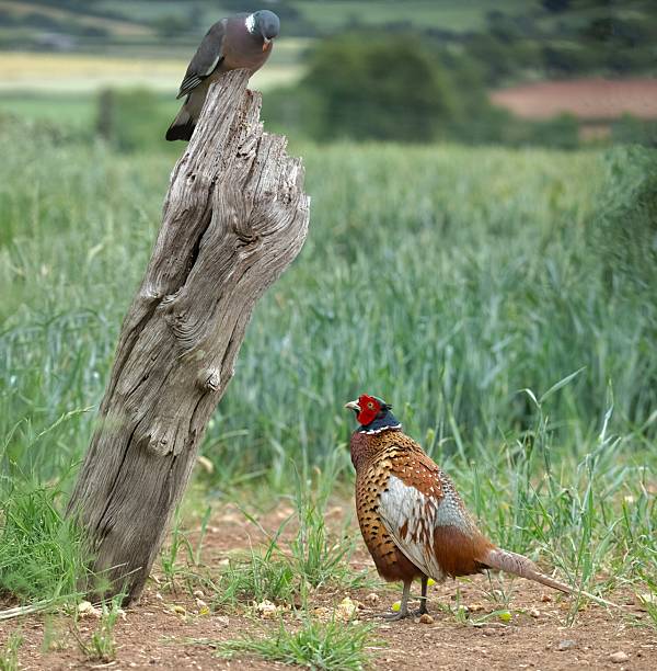 Beautiful and colourful male pheasant looking up at a pigeon