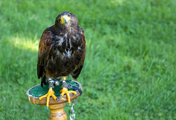 A Harris's hawk (Parabuteo unicinctus), formerly known as the bay-winged hawk, stands on a stand and look into camera