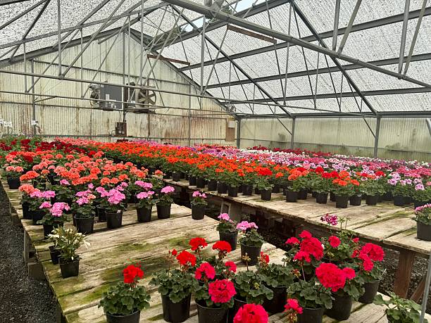 istock Geraniums in a floral nursery 2218838108