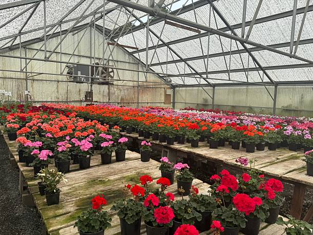 istock Colorful Germanium’s at a floral nursery 2218838124