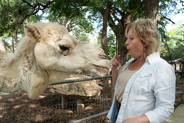 istock Blond female feeds a camel by hand 2218841510