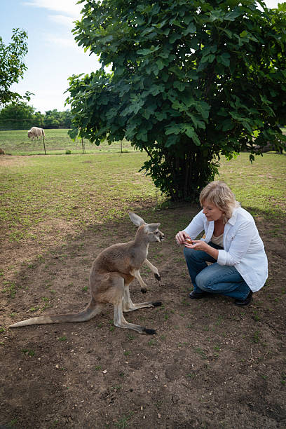 istock Blond female feeds a kangaroo by hand 2218841513