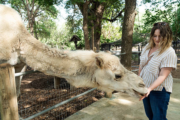 istock Blond female feeds a camel by hand 2218841514