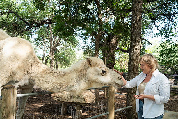 istock Blond female feeds a camel by hand 2218841522