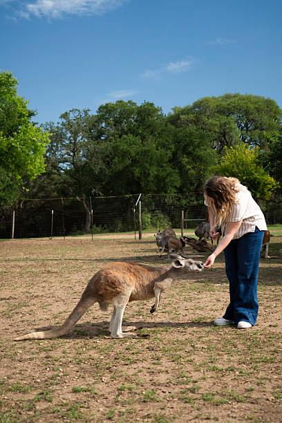 istock Blond female feeds a kangaroo by hand 2218841560