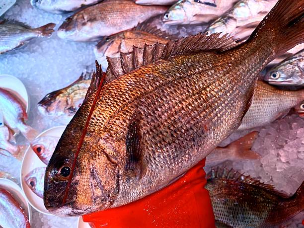 Fresh catch of sea bream from Galicia, Spain