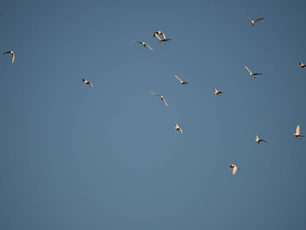 istock Flock of Birds 2218843331