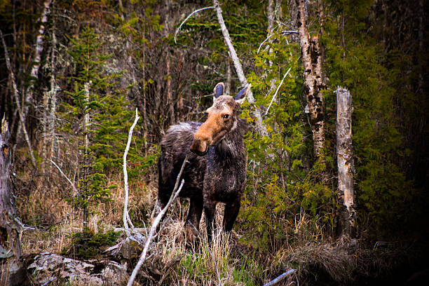 A female moose poses for us in New Hampshire