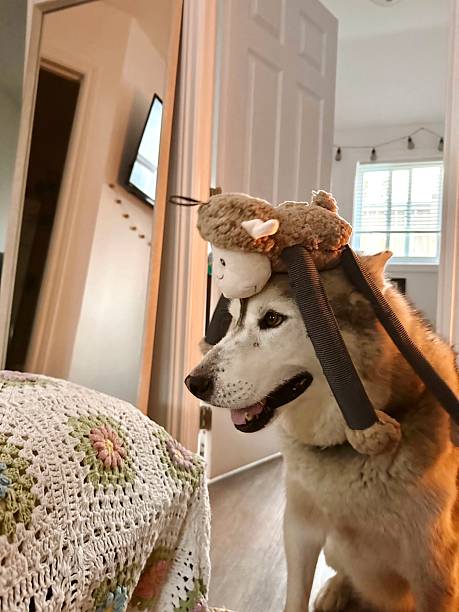 istock Beautiful family pet 2218845220