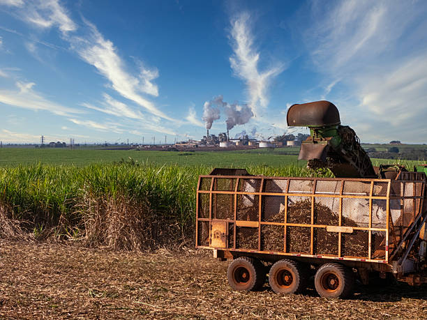 istock Sugar cane hasvest plantation 2218846737