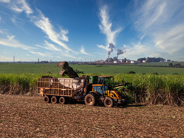 istock Sugar cane hasvest plantation 2218846741