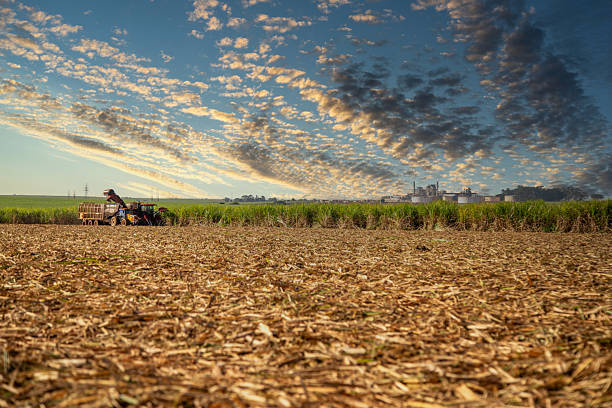 istock Sugar cane hasvest plantation 2218846978