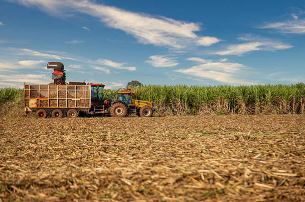 istock Sugar cane hasvest plantation 2218847002