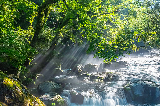 Sunlight Streaming into Kikuchi Gorge in Kumamoto, Japan