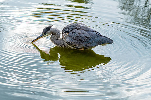 istock Great  Blue Heron Fishing 2218848943