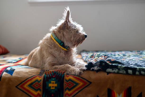 Dog seen sitting on bed with ears raised