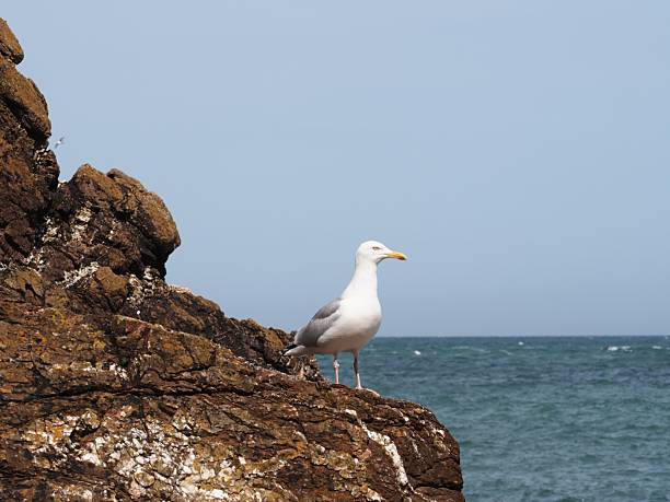 This image captures a solitary seagull standing tall on a jagged, rust-colored coastal rock with the open sea and pale sky behind.