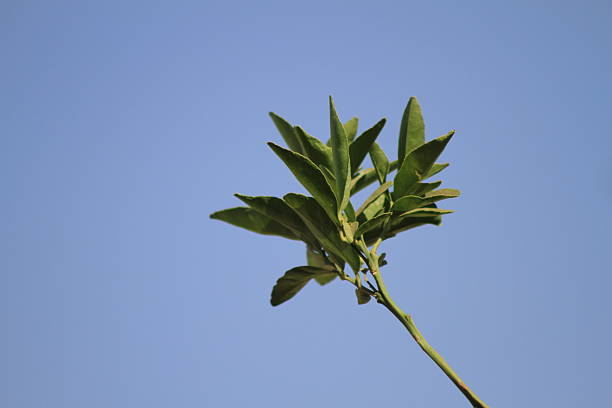 Nicotiana glauca is a perennial shrub or small tree that can grow up to 25 ft. (7.6 m) tall. Its leaves are alternate, bluish to gray-green, pointed, and elliptic to oval shaped.