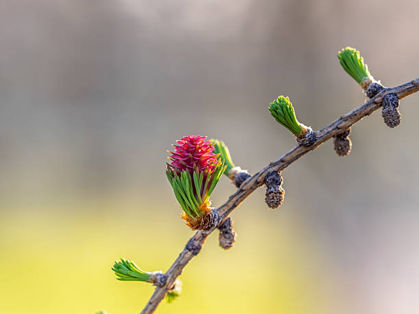 Larch tree fresh pink cones blossom at spring on nature background. Branches with young needles European larch Larix decidua with pink flowers.