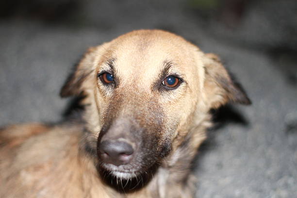 istock Indian street Dog 2218856394