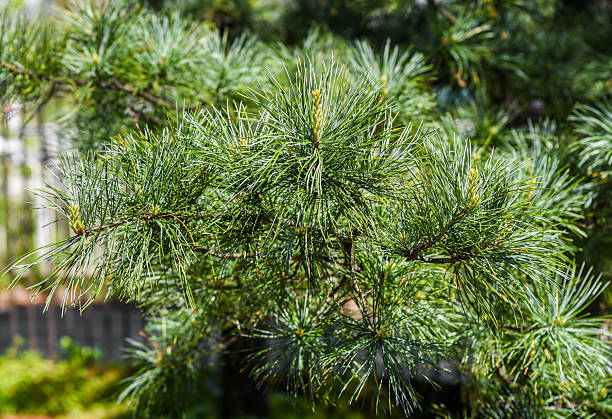 Close-up of a Pinus koraiensis branch with long soft green needles. Korean pine tree texture suitable for nature backgrounds or botanical themes.