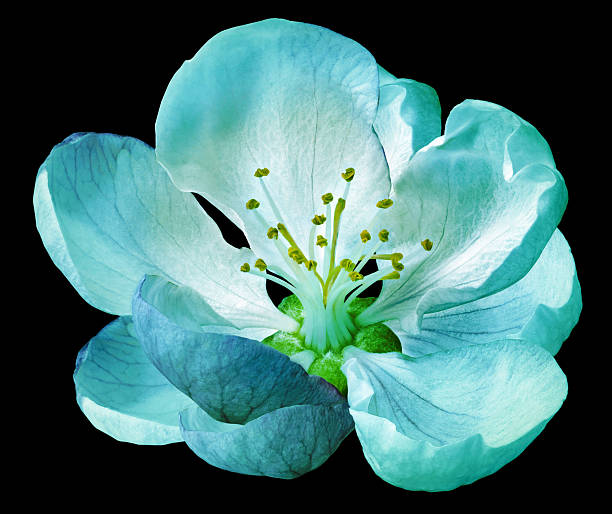 Colorful  studio shot flower