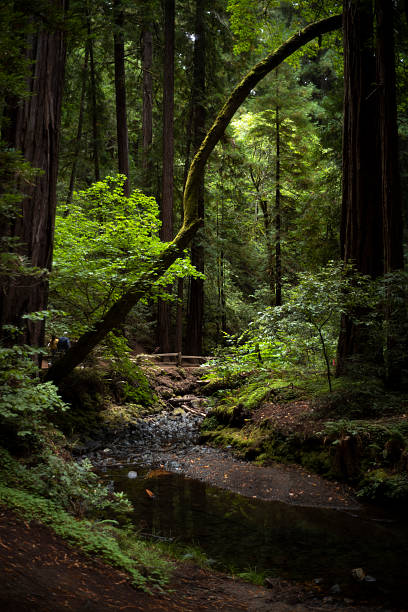 Lush green forest with redwoods and a fallen tree in Muir Woods National Monument