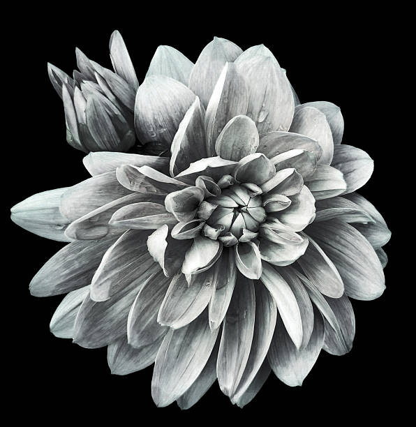 istock Dahlia flower  on black    isolated background with clipping path. Closeup.  Nature. 2218858565