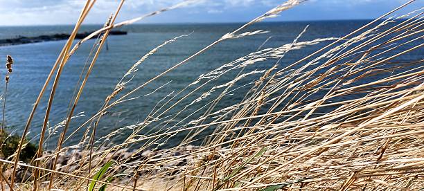 istock Grass near the sea 2218859582