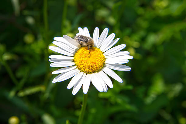 Insect beetle on a chamomile flower close-up. A scene from wild wildlife.