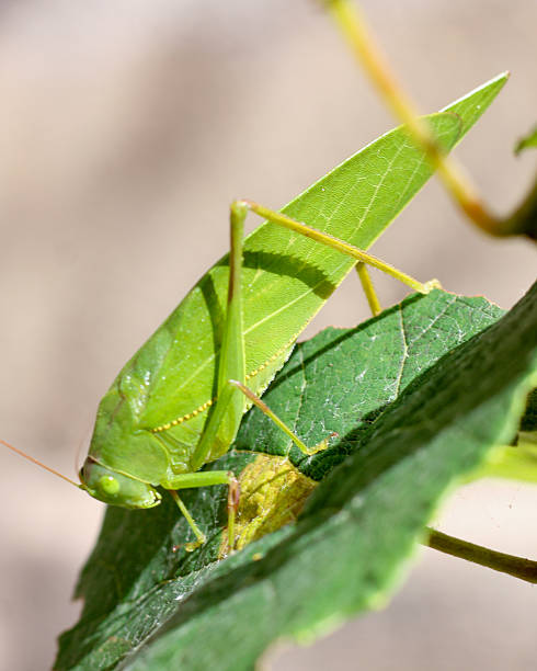 istock Close-up of grasshopper on leaf 2218860808