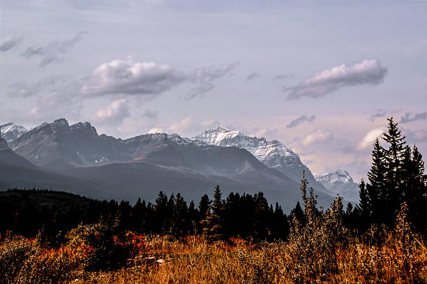 Snow-capped peaks of the Rocky Mountains rise above forested valleys, framed by golden grasses and dramatic skies. This serene landscape captures the rugged beauty of Canadian wilderness, showcasing alpine majesty, rich foliage, and sweeping views.