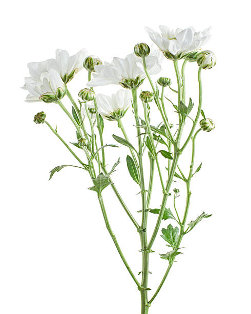 istock Florist's daisy, White Garden mum, isolated on white background, with clipping path 2218863073