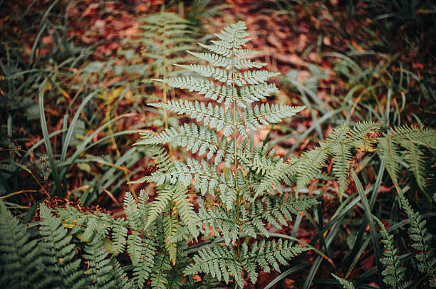 A serene, undisturbed forest floor covered with delicate ferns and wild mushrooms, softly illuminated by natural light filtering through the trees. This peaceful woodland scene captures the untouched beauty and intricate details of the forest undergrowth, offering a sense of calm, stillness, and connection to nature. Perfect for themes related to ecology, wilderness, tranquility, and the magic of unspoiled nature.