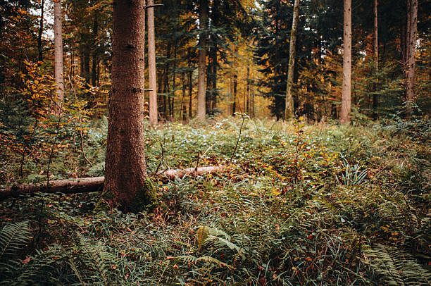 A serene, undisturbed forest floor covered with delicate ferns and wild mushrooms, softly illuminated by natural light filtering through the trees. This peaceful woodland scene captures the untouched beauty and intricate details of the forest undergrowth, offering a sense of calm, stillness, and connection to nature. Perfect for themes related to ecology, wilderness, tranquility, and the magic of unspoiled nature.