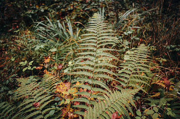 A serene, undisturbed forest floor covered with delicate ferns and wild mushrooms, softly illuminated by natural light filtering through the trees. This peaceful woodland scene captures the untouched beauty and intricate details of the forest undergrowth, offering a sense of calm, stillness, and connection to nature. Perfect for themes related to ecology, wilderness, tranquility, and the magic of unspoiled nature.