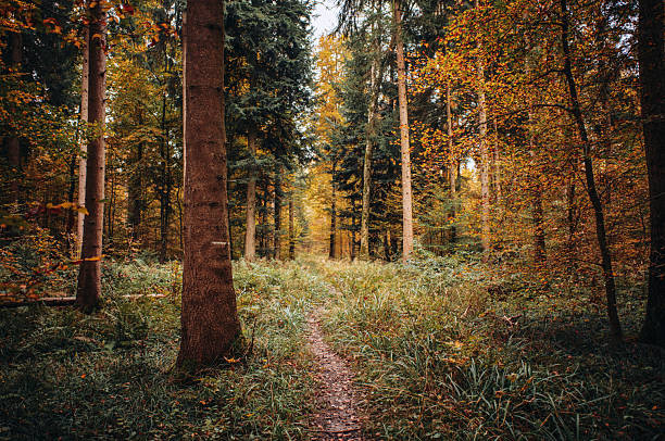 A serene, undisturbed forest floor covered with delicate ferns and wild mushrooms, softly illuminated by natural light filtering through the trees. This peaceful woodland scene captures the untouched beauty and intricate details of the forest undergrowth, offering a sense of calm, stillness, and connection to nature. Perfect for themes related to ecology, wilderness, tranquility, and the magic of unspoiled nature.