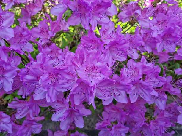 Purple color beautiful flowers
