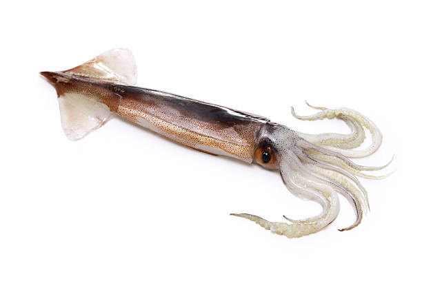 istock Japanese flying squid isolated on white background 2218867767