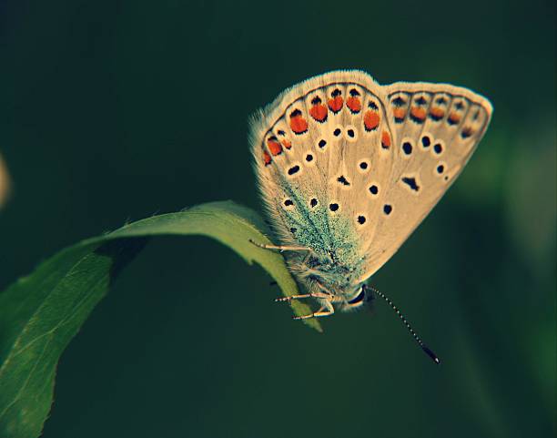 Butterfly Icarus hiding in a shady place