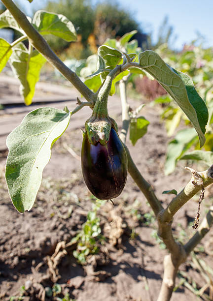 istock A purple eggplant is hanging from a plant 2218868882