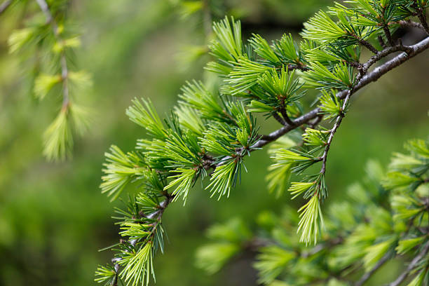 A tree with green leaves and brown leaves. The green leaves are large and spread out, while the brown leaves are small and scattered throughout the tree. The tree appears to be healthy