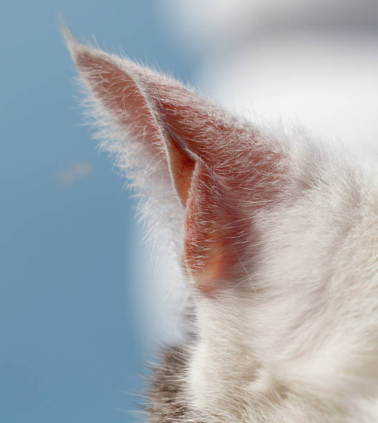 A cat's ear is shown with a blue sky in the background. The ear is fluffy and has a pinkish color