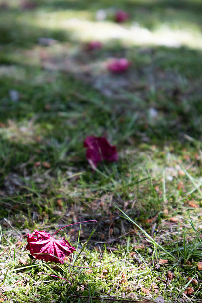 Red maple leaves fell on the grass under the sunlight.    .