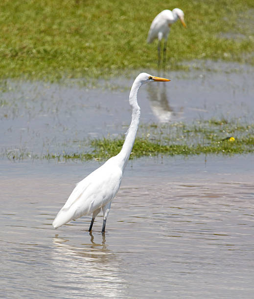 istock A white bird is standing in the water 2218869481